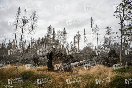 Waldsterben im Harz