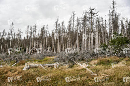 Waldsterben im Harz
