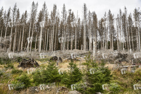 Waldsterben im Harz