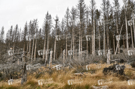 Waldsterben im Harz