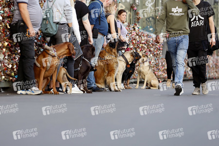 Symbolfoto Hundeschule