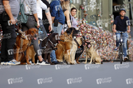 Symbolfoto Hundeschule