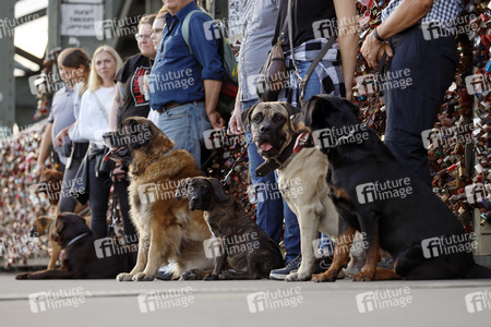 Symbolfoto Hundeschule