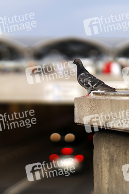 Symbolfoto Stadttauben