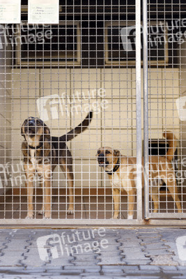 Symbolfoto Tierheim