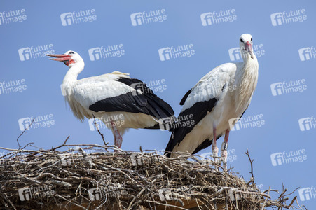 Störche in Überlingen