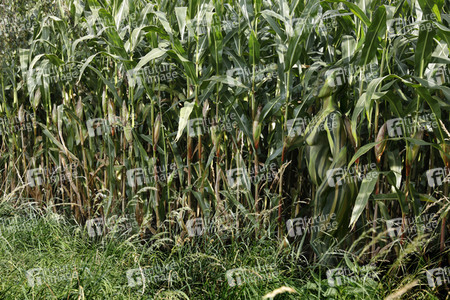 AGRAR ART: Maisfeld / Cornfield Bodypainting