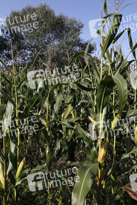 AGRAR ART: Maisfeld / Cornfield Bodypainting