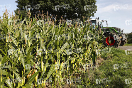 AGRAR ART: Maisfeld / Cornfield Bodypainting