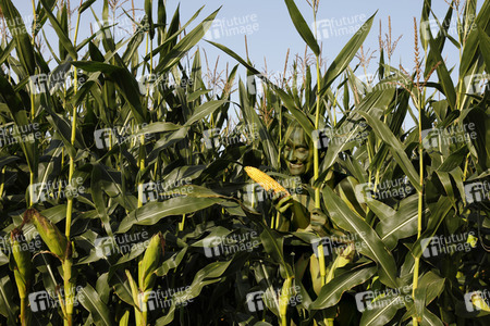 AGRAR ART: Maisfeld / Cornfield Bodypainting