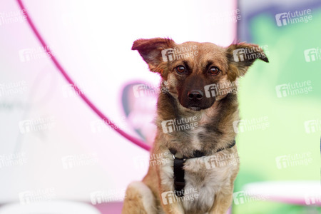 Tierheim-Pressetermin mit Jana Ina Zarrella in Köln