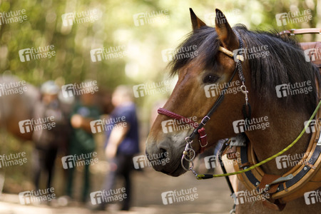 Deutsche Meisterschaft der Pferderücker in Erftstadt
