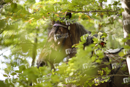 Deutsche Meisterschaft der Pferderücker in Erftstadt