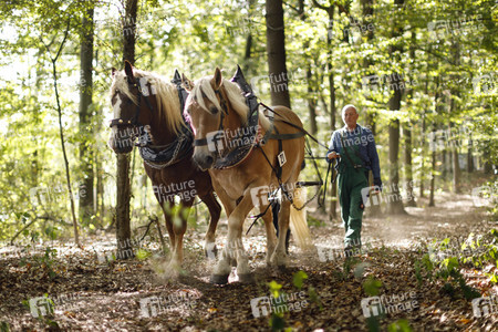 Deutsche Meisterschaft der Pferderücker in Erftstadt