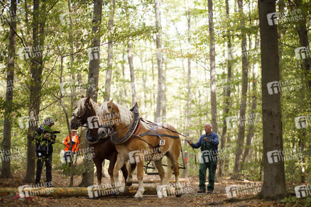 Deutsche Meisterschaft der Pferderücker in Erftstadt
