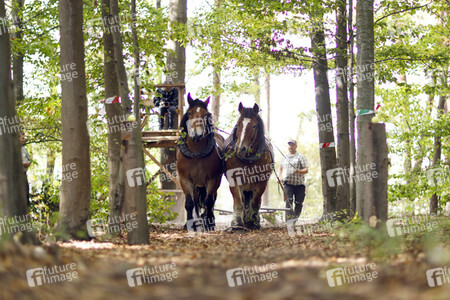 Deutsche Meisterschaft der Pferderücker in Erftstadt