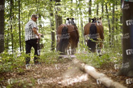 Deutsche Meisterschaft der Pferderücker in Erftstadt