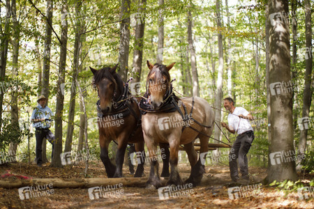 Deutsche Meisterschaft der Pferderücker in Erftstadt