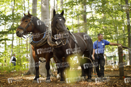 Deutsche Meisterschaft der Pferderücker in Erftstadt