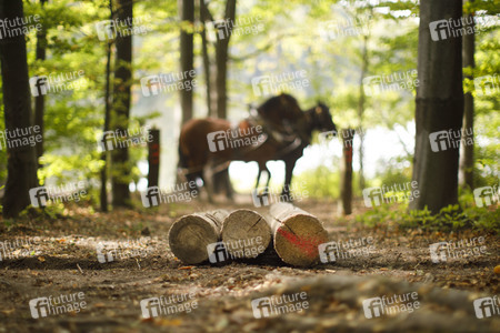 Deutsche Meisterschaft der Pferderücker in Erftstadt