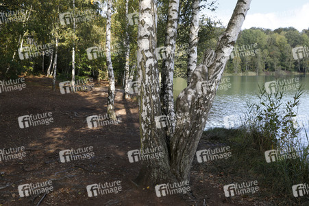 NATURE ART: Birken / Birch Trees Bodypainting