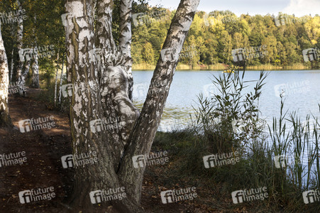 NATURE ART: Birken / Birch Trees Bodypainting