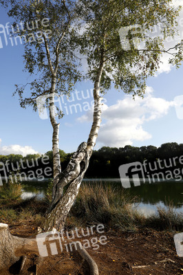 NATURE ART: Birken / Birch Trees Bodypainting
