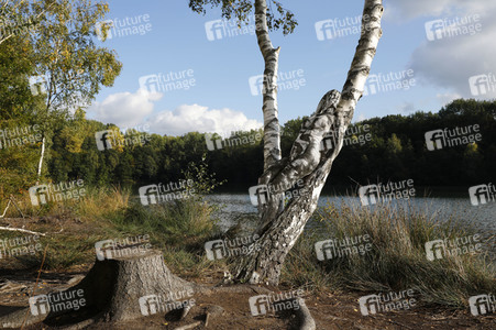 NATURE ART: Birken / Birch Trees Bodypainting
