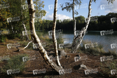 NATURE ART: Birken / Birch Trees Bodypainting