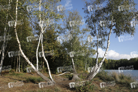NATURE ART: Birken / Birch Trees Bodypainting