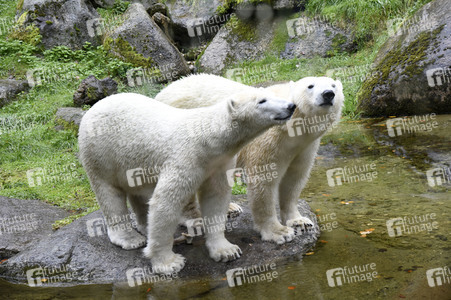 Eisbären im Tierpark Hellabrunn in München