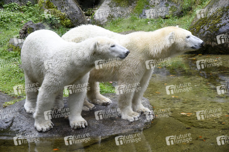 Eisbären im Tierpark Hellabrunn in München