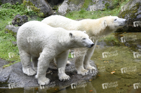 Eisbären im Tierpark Hellabrunn in München