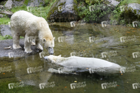 Eisbären im Tierpark Hellabrunn in München