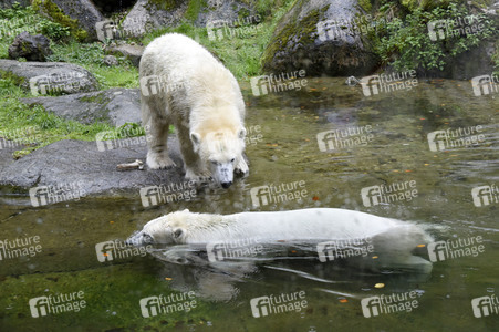 Eisbären im Tierpark Hellabrunn in München