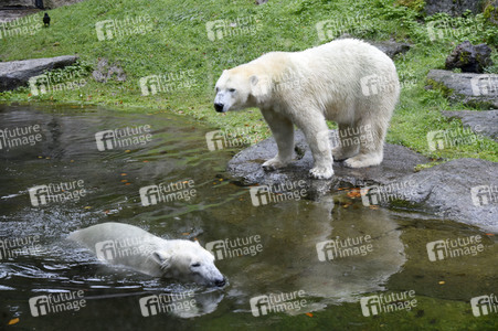 Eisbären im Tierpark Hellabrunn in München