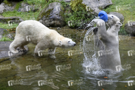 Eisbären im Tierpark Hellabrunn in München