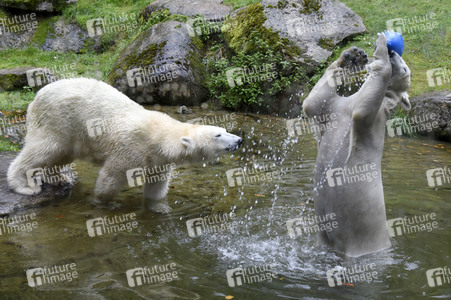 Eisbären im Tierpark Hellabrunn in München