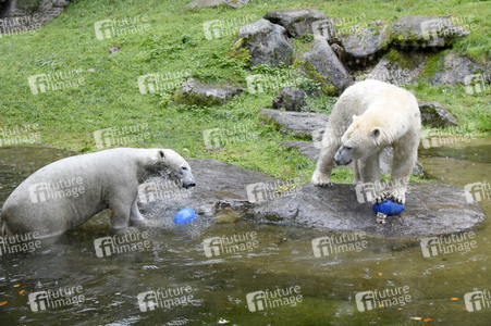 Eisbären im Tierpark Hellabrunn in München