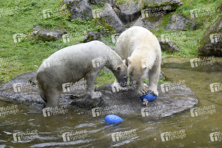 Eisbären im Tierpark Hellabrunn in München