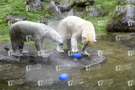 Eisbären im Tierpark Hellabrunn in München