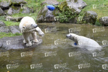 Eisbären im Tierpark Hellabrunn in München