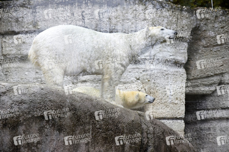 Eisbären im Tierpark Hellabrunn in München