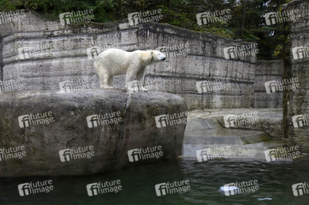 Eisbären im Tierpark Hellabrunn in München