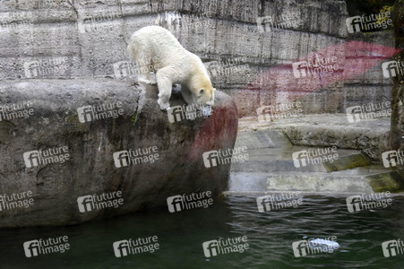 Eisbären im Tierpark Hellabrunn in München