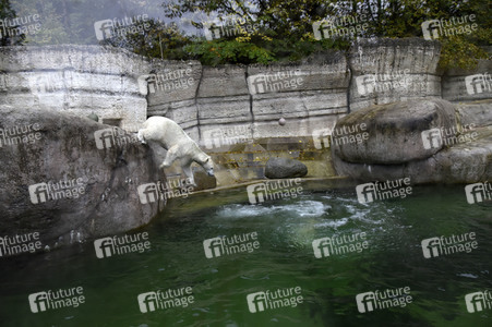 Eisbären im Tierpark Hellabrunn in München
