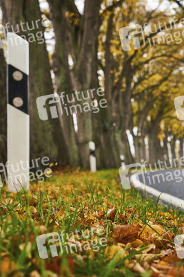 Symbolfoto Straßenverkehr in Herbst