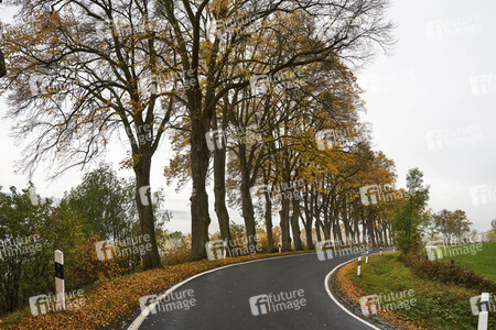 Symbolfoto Straßenverkehr in Herbst