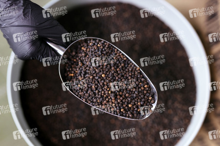 Symbolfoto schwarzer Pfeffer