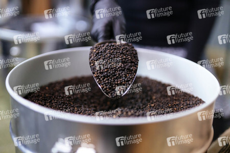 Symbolfoto schwarzer Pfeffer